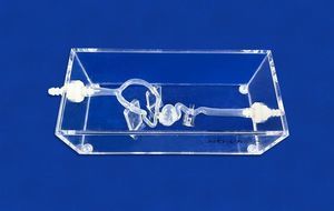 modelo vascular de artéria carótida interna