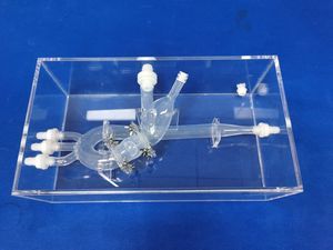 modelo vascular de coração 1
