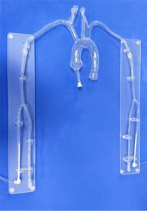 modelo vascular de artéria carótida 1