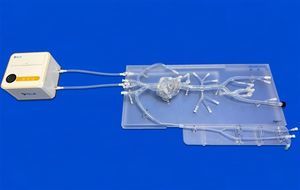 modelo vascular de coração