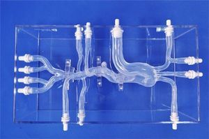 modelo vascular de artéria femoral