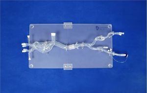 modelo vascular de artéria femoral 1