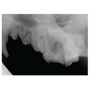 sistema de radiografia veterinária digital 1