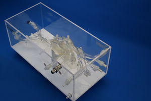 modelo anatômico cardíaco