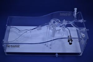 modelo vascular sinusal