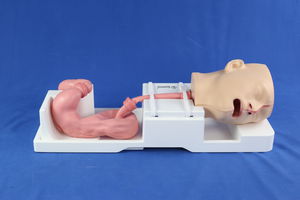 modelo anatômico sinusal