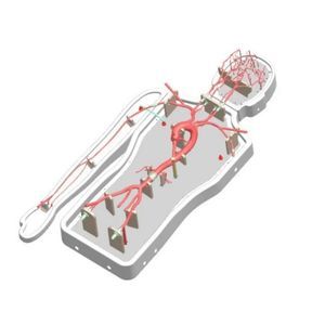 modelo vascular cerebral