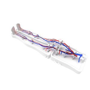 modelo vascular de membro inferior