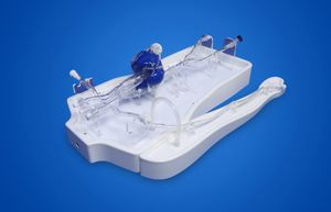 modelo vascular de coração 1