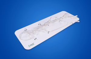 modelo vascular de cérebro