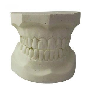 modelo anatômico odontológico