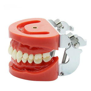 modelo anatômico de dentição
