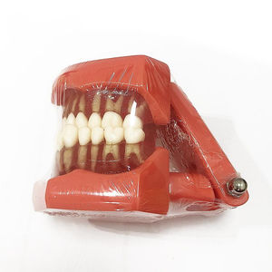 modelo anatômico de dentição 1