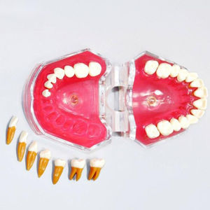 modelo anatômico de dentição