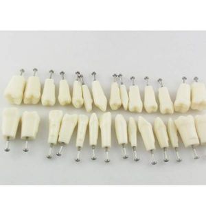 modelo de dente
