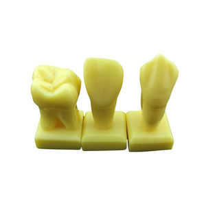 modelo de dente