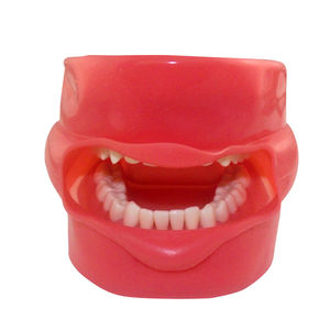 modelo anatômico odontológico