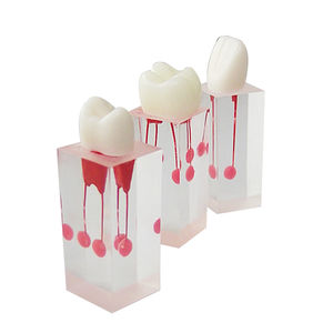 modelo anatômico medular 1