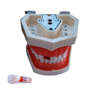 modelo anatômico de dentição 1