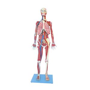 modelo anatômico de corpo inteiro
