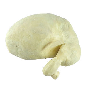 modelo de estômago