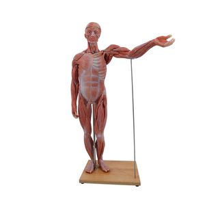 modelo anatômico de corpo inteiro