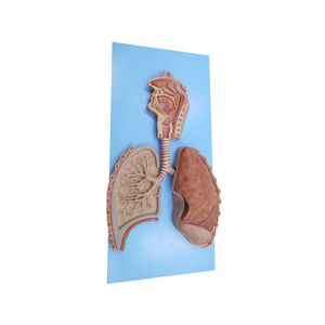 modelo anatômico de sistema respiratório