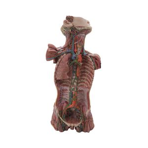 modelo anatômico de sistema linfático