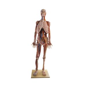 modelo anatômico de corpo inteiro