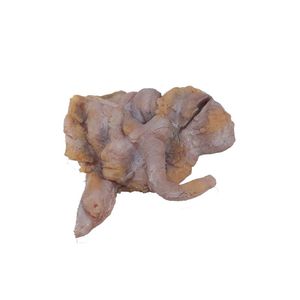 modelo anatômico de intestino delgado