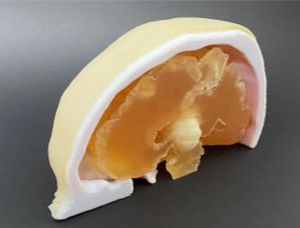 modelo de crânio