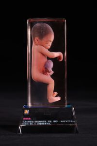 modelo anatômico corpo