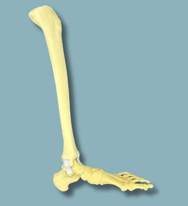modelo anatômico de pé