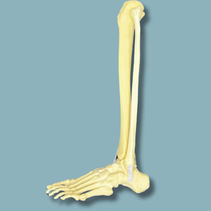 modelo anatômico de pé