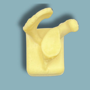 modelo anatômico de escápula 1