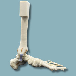 modelo anatômico de pé