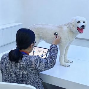 simulador veterinário