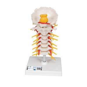 modelo anatômico de coluna cervical