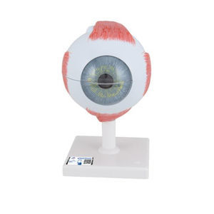 modelo anatômico ocular