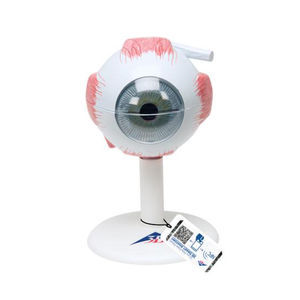 modelo anatômico ocular 1