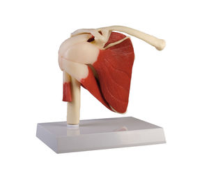 modelo de articulação