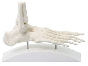 modelo anatômico de esqueleto 1