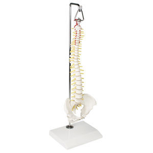 modelo anatômico coluna vertebral 1