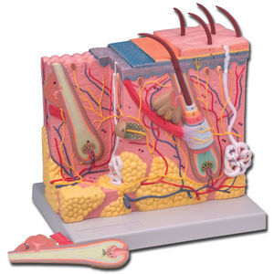 modelo anatômico de pele