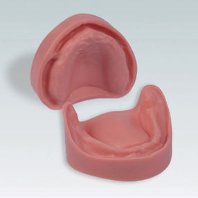 modelo anatômico de dentição 1