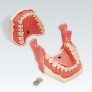 modelo anatômico odontológico