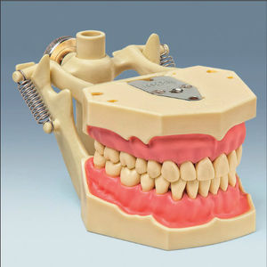 modelo anatômico de dentição 1