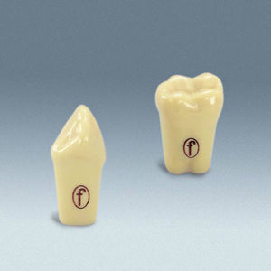 modelo de dente 1
