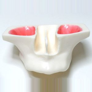 modelo anatômico odontológico / para ensino / para elevação do seio maxilar