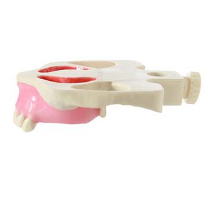 modelo anatômico odontológico / para ensino / para elevação do seio maxilar